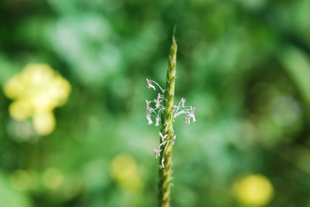 Graminacea? - Alopecurus sp.